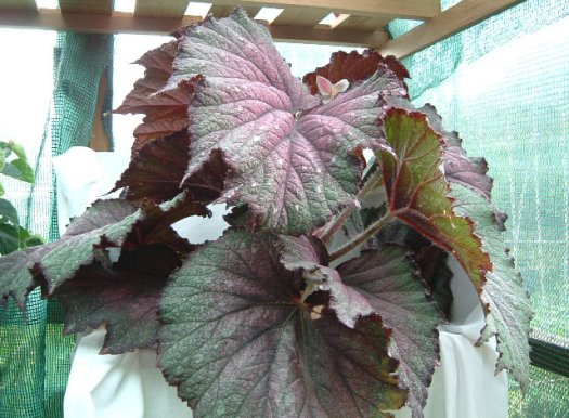 B. ‘Jackie Corwin’